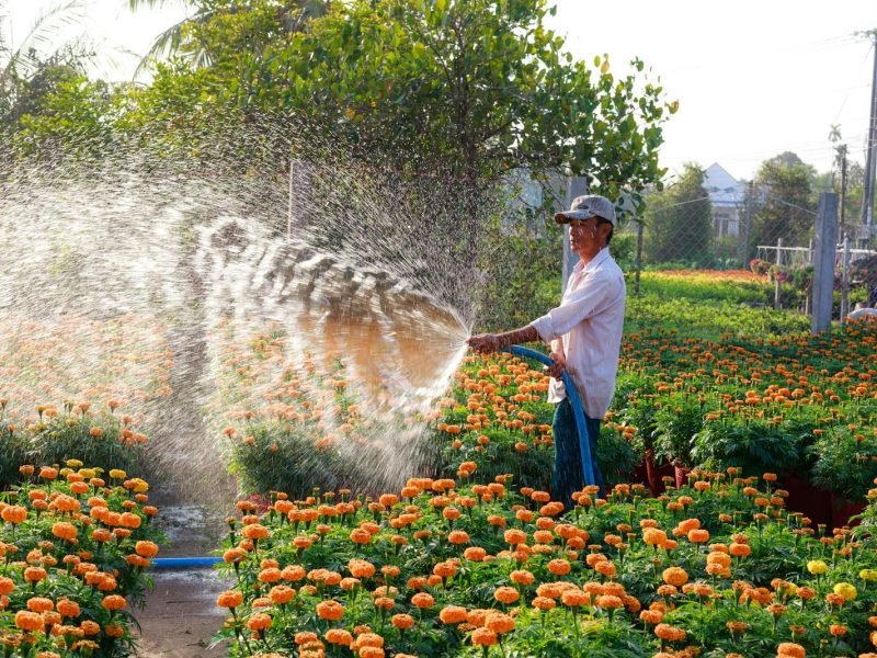 A gardener waters a lush field of bright marigold flowers under the morning sun, showcasing outdoor gardening beauty.